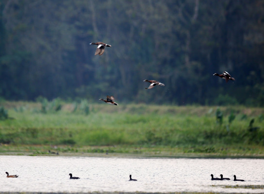 Un vistazo sobre los espejos del Lago de Yojoa