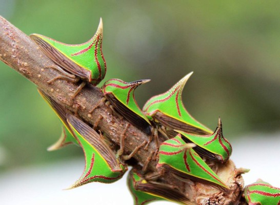 Los insectos más extraños del mundo  