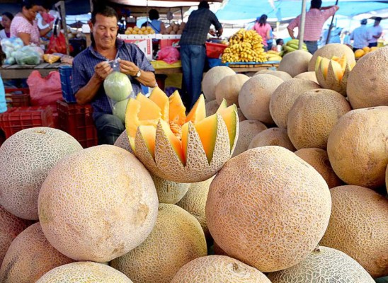 Productores de melón pretenden exportar a mercados de Rusia y Japón