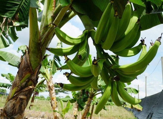 SAG activa protocolo para prevenir entrada de dañino hongo del plátano