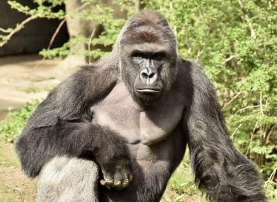 Harambe era un gorila peligroso, dice director de zoológico