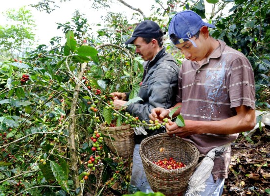 Venezuela paga precios altos por el café de Nicaragua