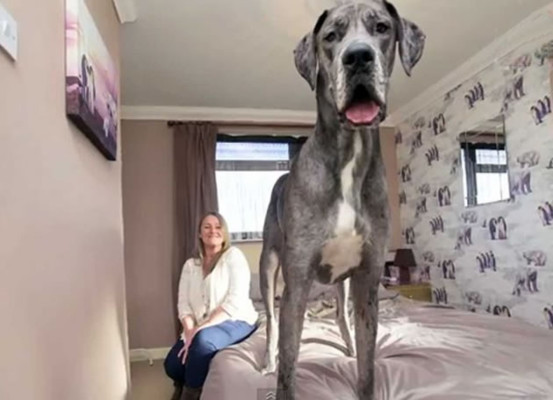 Video: Freddy, el perro más grande de Gran Bretaña y casi del mundo