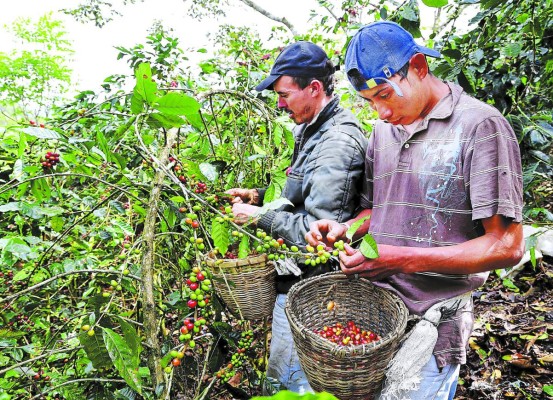 Fluctuaciones en precio de café no alteran meta de productores