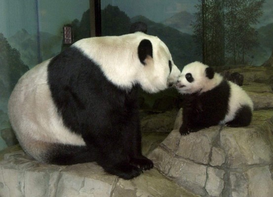 Oso panda gigante, el animal más famoso del mundo