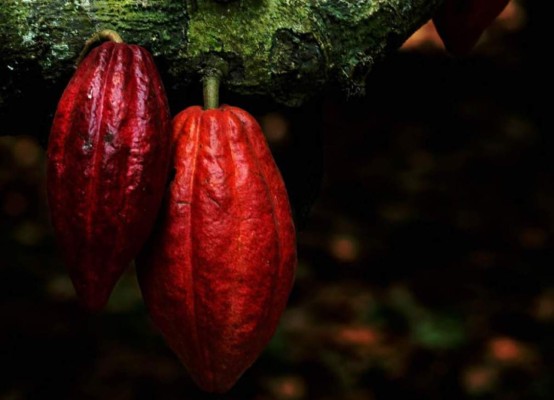 Cacao hondureño cumple meta de producción