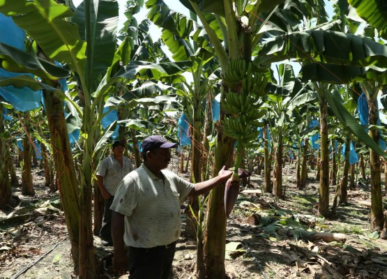 Hoy forman el comité preventivo contra plaga en las bananeras