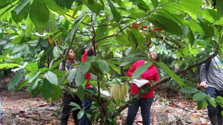 La experiencia agroforestal de Honduras, es un referente en Centroamérica, gracias a las investigaciones que ha realizado el Curla.