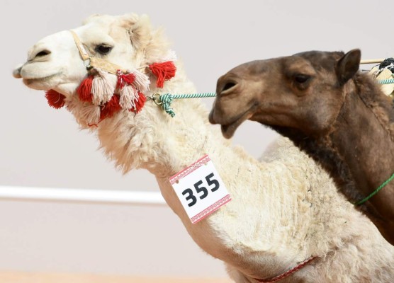 Descalifican a camellos de concurso de belleza por usar bótox