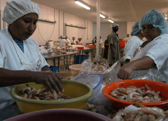 Primeros contenedores con camarón fresco hondureño llegan a México