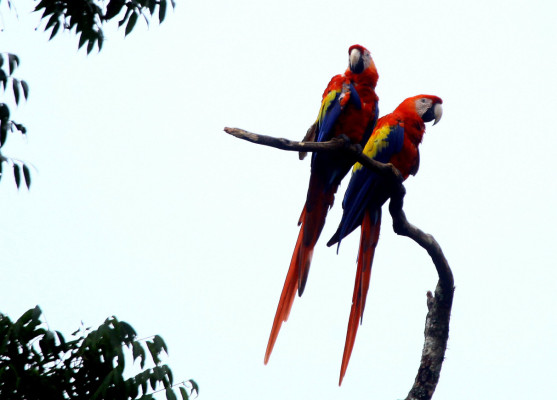 La guara roja vuela para resurgir en copán