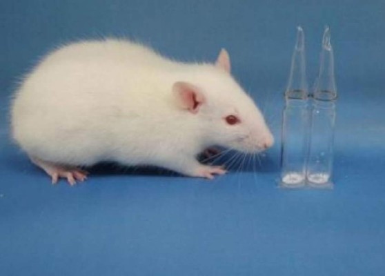 Científicos suizos curan artritis en ratones