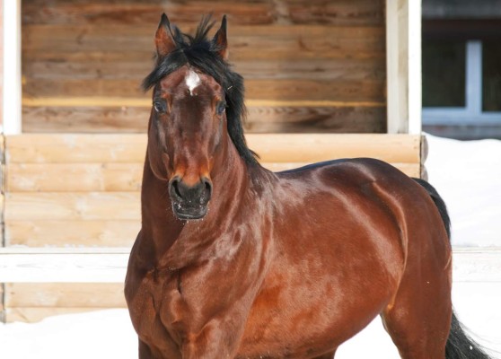 Venezuela: Descuartizan caballo para vender su carne