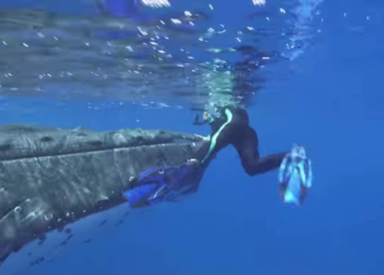 Video: Una ballena protege de un ataque de tiburón a buceadora