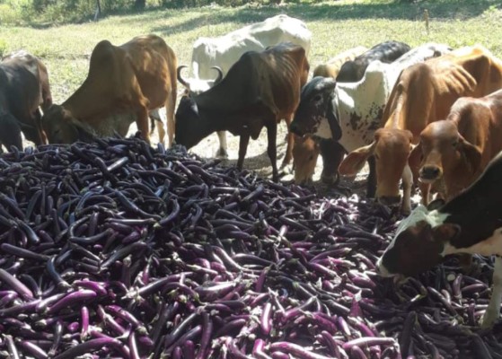 Cuarentena en Nueva York golpea a productores hondureños de vegetales orientales