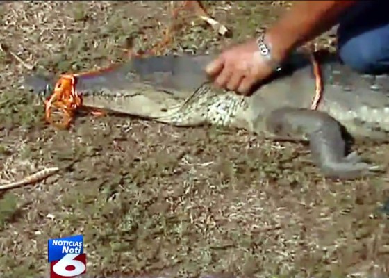 Capturan a cocodrilo que atemorizaba a vecinos en Choloma