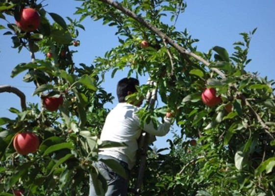 Cuba invertirá unos 100 millones de dólares en cultivo de hortalizas y frutas