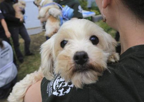 Los perros también pueden sentir celos