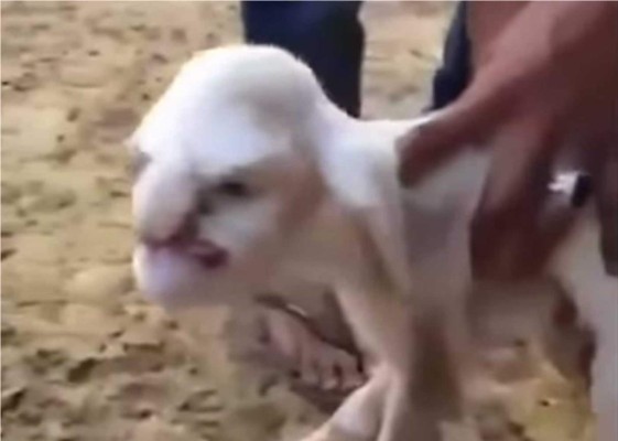 El animal fue grabado y el video subido al canal de Youtube convirtiéndose en viral en pocos días.