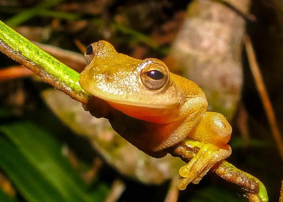 En San Pedro Sula se pueden apreciar diversidad de especies.