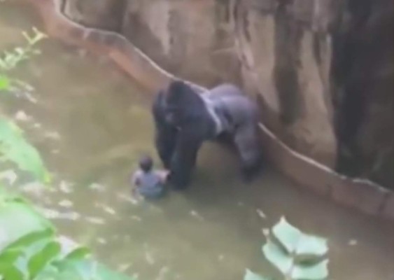 Debate en EUA por gorila abatido para salvar a niño