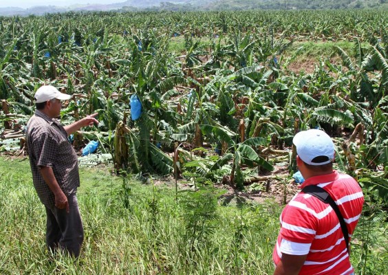 Honduras: unas 50 hectáreas de banano se perdieron por ventarrón