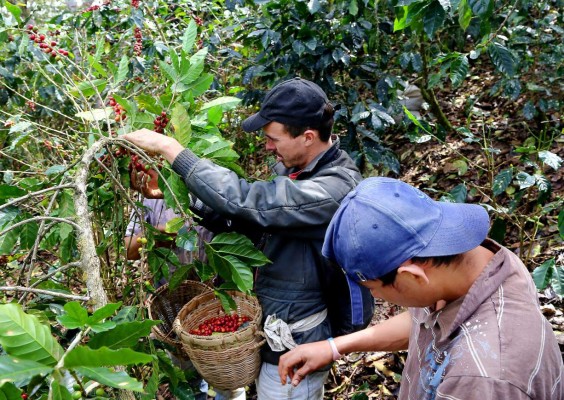 Desde Guatemala y El Salvador vienen a cortar café a Honduras