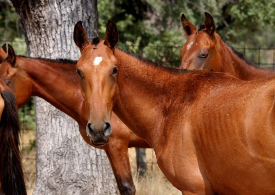 65 detenidos en España por vender carne de caballo no apta para el consumo