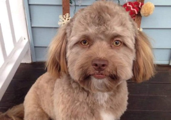 Yogi, el perro que sorprende con su 'cara' de humano