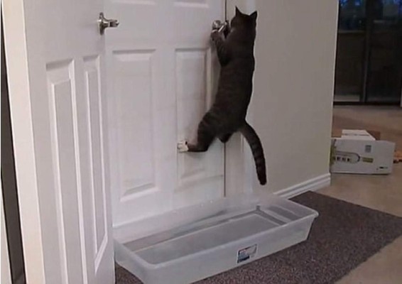 Video: ¡Cuidado con este gato que es capaz de abrir las puertas de una casa!