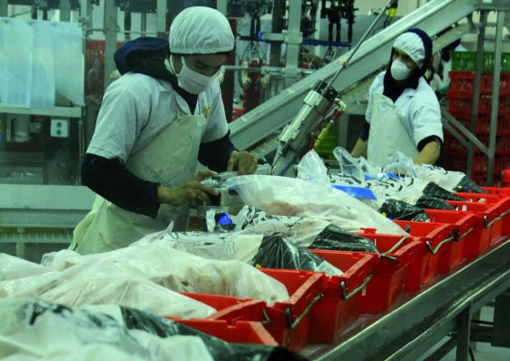 Avicultores esperan informe para exportar pollo hacia EUA