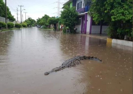 Videos: Enormes cocodrilos aparecen en Michoacán tras inundaciones