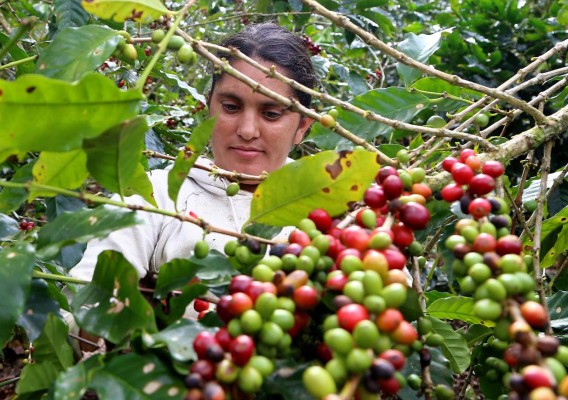 El Ihcafé ha invertido más de L100 millones para combatir la roya en los cafetales hondureños.