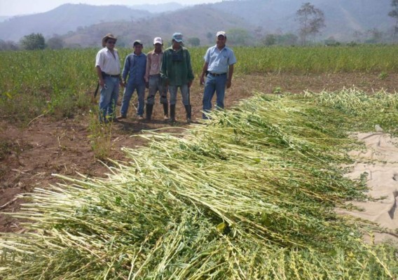 Comienzan pruebas para la extracción de aceite de ajonjolí