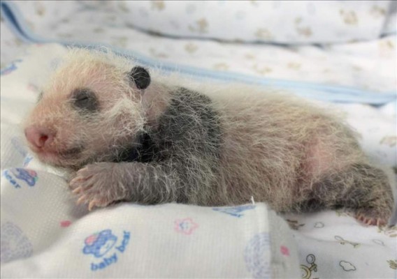 Presentan a 13 bebés panda, entre ellos seis parejas de gemelos