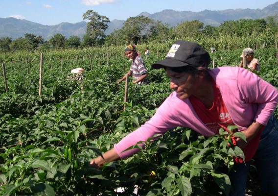 Agro crea un tercio del empleo en Honduras