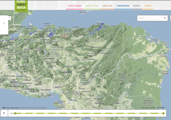 Lanzan web para rastrear deforestación global casi en tiempo real