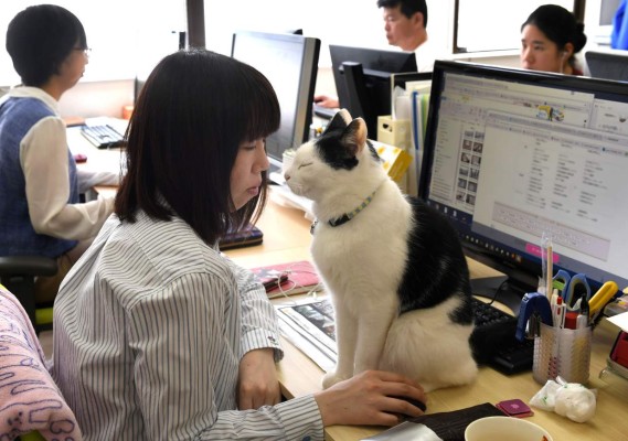 Gatos en la oficina para combatir el estrés de los empleados