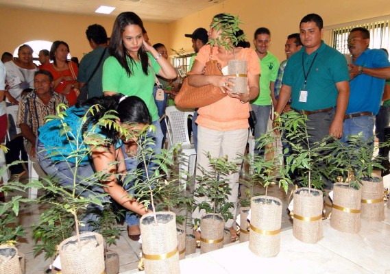 Comunidades del sector de Guaymas inician campaña de reforestación