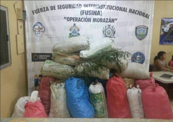 Policía de Honduras decomisa 700 libras de marihuana en Colón