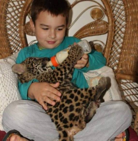 Por lo que Tiago pasó su infancia conviviendo con estos animales, con quienes interactúa de forma innata y se desenvuelve con naturalidad en su entorno.