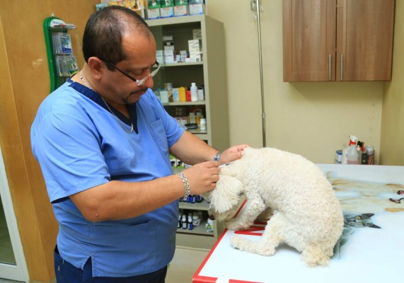 Sampedranos prefieren perros de razas pequeñas y nobles