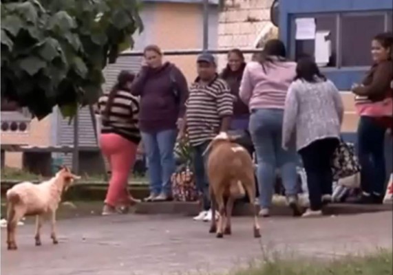 Cabra enojada aterroriza un vecindario en Brasil