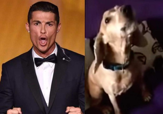 Perro imita el grito de Cristiano Ronaldo