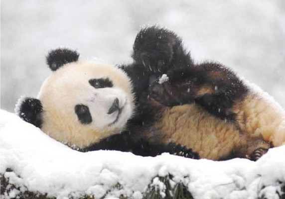 El oso panda Bao Bao disfrutó al máximo jugar en la nieve. Foto YouTube.