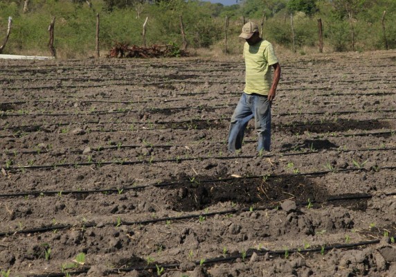 Solo el 5% del cultivo de granos básicos funcionan bajo riego