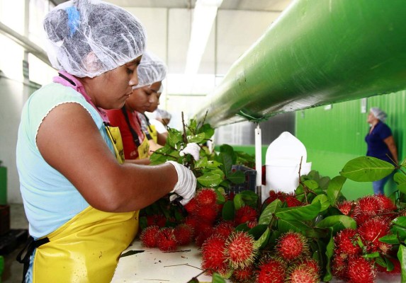 Productores de rambután proyectan facturar L26.4 millones en divisas