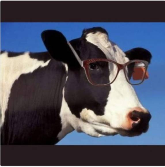 'Feliz fin de semana a todas las vacas intelectuales, que se sigan cultivando', dicen en las redes sociales.