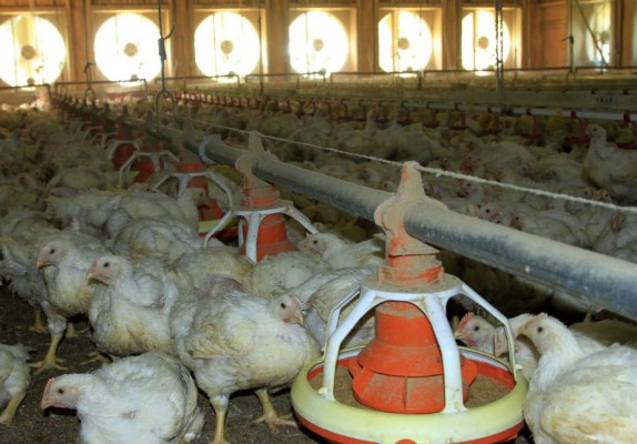 Gestionan llegada de empresas avícolas de Centroamérica a la zona norte