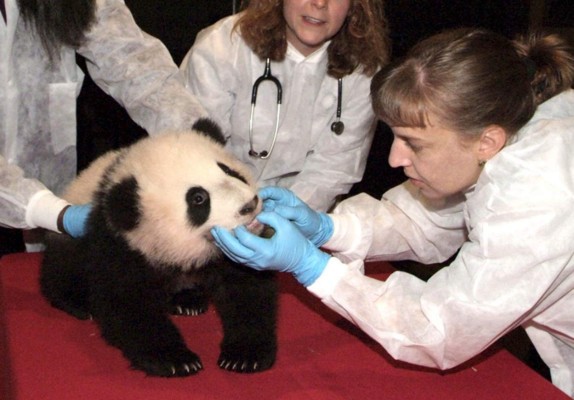 Oso panda gigante, el animal más famoso del mundo